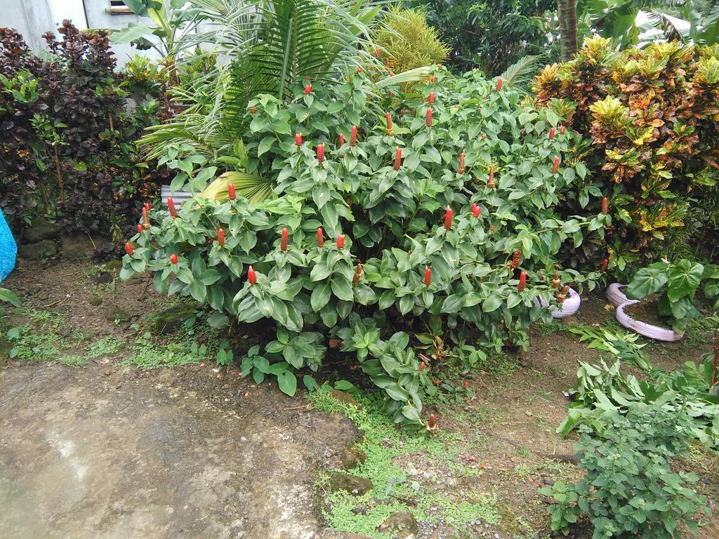 Anthurium Apartment Roseau Exterior photo