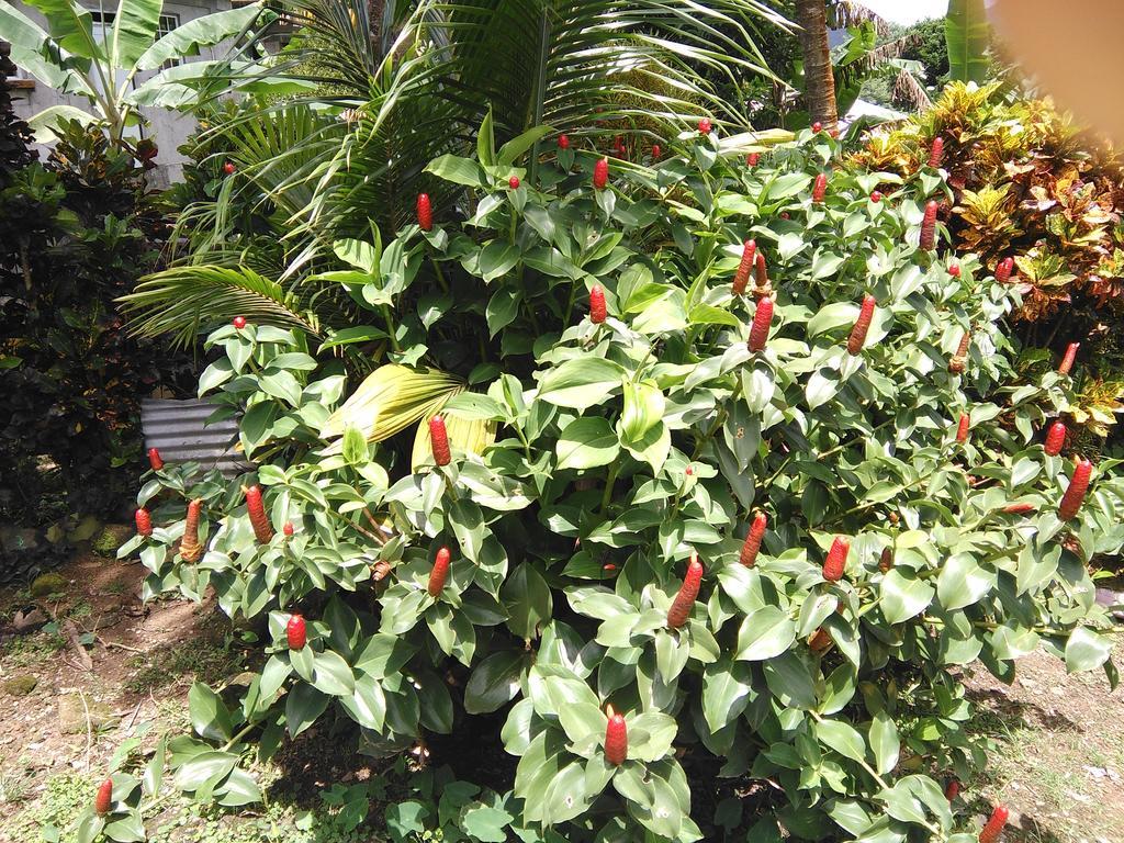 Anthurium Apartment Roseau Exterior photo